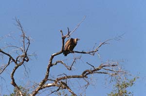 Weirckengeier. NG22 (Kwedi Reserve), Botsuana. / Whitebacked vulture. NG22 (Kwedi Reserve), Botswana. / (c) Walter Mitch Podszuck (Bwana Mitch) - #000101-28