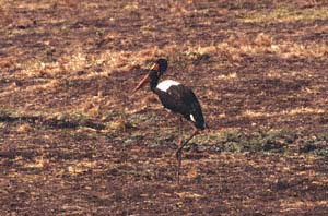 Mnnlicher Sattelstorch. Katavi National Park, Tansania. / Male saddle-billed stork. Katavi National Park, Tanzania. / (c) Walter Mitch Podszuck (Bwana Mitch) - #010903-49
