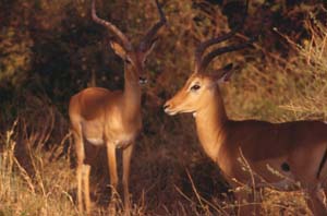 Impalabcke. Samburu National Reserve, Kenia. / Impala rams. Samburu National Reserve, Kenya. / (c) Walter Mitch Podszuck (Bwana Mitch) - #980831-62