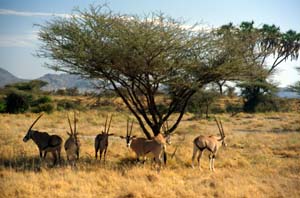 Herde von Eritrea-Spiebcken. Buffalo Springs National Reserve, Kenia. / Herd of beisa oryx. Buffalo Springs National Reserve, Kenya. / (c) Walter Mitch Podszuck (Bwana Mitch) - #980901-09