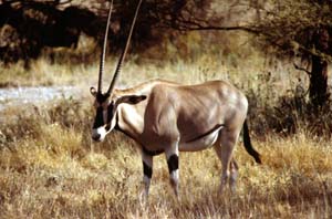 Eritrea-Spiebock. Buffalo Springs National Reserve, Kenia. / Beisa oryx. Buffalo Springs National Reserve, Kenya. / (c) Walter Mitch Podszuck (Bwana Mitch) - #980901-11