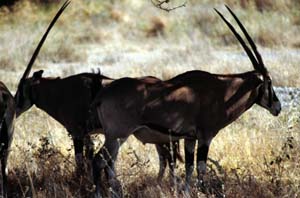 Eritrea-Spiebcke. Buffalo Springs National Reserve, Kenia. / Beisa oryxes. Buffalo Springs National Reserve, Kenya. / (c) Walter Mitch Podszuck (Bwana Mitch) - #980901-12