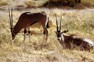 Eritrea-Spiebcke. Buffalo Springs National Reserve, Kenia. / Beisa oryxes. Buffalo Springs National Reserve, Kenya. / (c) Walter Mitch Podszuck (Bwana Mitch) - #980901-13