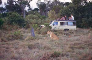 Reisende bei der Beobachtung einer Lwin mit Jungen in der Masai Mara (Ol Chorro Orogwa Group Ranch), Kenia - in einem fr Ostafrika typischen halboffenen Safari-Gelndewagen. / Tourists watching a lioness with cub in the Masai Mara (Ol Chorro Orogwa Group Ranch), Kenya - in a typical East-African-style half-open safari 4WD. / (c) Walter Mitch Podszuck (Bwana Mitch) - #980903-149