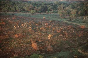 Herde von Schwarzfersenantilopen. Luftaufnahme aus Heiluftballon "Twiga", Ol Chorro Orogwa Group Ranch (Masai Mara), Kenia. / Herd of impalas. Aerial view from hot-air balloon "Twiga", Ol Chorro Orogwa Group Ranch (Masai Mara), Kenya. / (c) Walter Mitch Podszuck (Bwana Mitch) - #980904-025