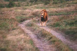 Lwe. Masai Mara National Reserve, Kenia. / Male lion. Masai Mara National Reserve, Kenya. / (c) Walter Mitch Podszuck (Bwana Mitch) - #980907-224