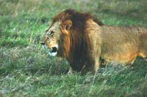 Lwe auf Brautschau. Masai Mara National Reserve, Kenia. / Male lion looking out for a wife. Masai Mara National Reserve, Kenya. / (c) Walter Mitch Podszuck (Bwana Mitch) - #980907-228