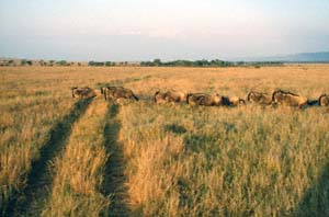 Rennende Weibartgnus. Masai Mara National Reserve, Kenia. / White-bearded wildebeests running. Masai Mara National Reserve, Kenya. / (c) Walter Mitch Podszuck (Bwana Mitch) - #980908-14