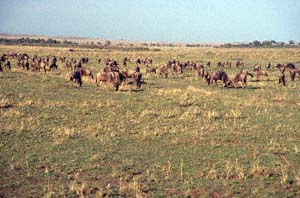 Herde von Weibartgnus. Masai Mara National Reserve, Kenia. / Herd of white-bearded wildebeests. Masai Mara National Reserve, Kenya. / (c) Walter Mitch Podszuck (Bwana Mitch) - #980908-39