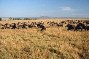 Herde von Weibartgnus. Masai Mara National Reserve, Kenia. / Herd of white-bearded wildebeests. Masai Mara National Reserve, Kenya. / (c) Walter Mitch Podszuck (Bwana Mitch) - #980908-40
