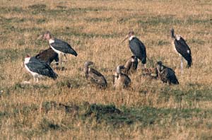 Marabus und Weirckengeier um einen Kadaver. Masai Mara National Reserve, Kenia. / Marabou storks and whitebacked vultures around a carcass. Masai Mara National Reserve, Kenya. / (c) Walter Mitch Podszuck (Bwana Mitch) - #980908-46