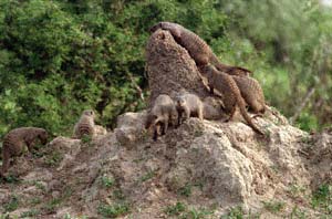Zebramangusten auf einem Termitenhgel. Chobe National Park, Botsuana. / Banded mongooses on a termite mound. Chobe National Park, Botswana. / (c) Walter Mitch Podszuck (Bwana Mitch) - #991226-40
