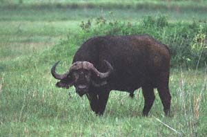 Ausgewachsener Steppenbffelbulle auf Chief's Island, Moremi Game Reserve, Botsuana. / Adult cape buffalo bull on Chief's Island, Moremi Game Reserve, Botswana. / (c) Walter Mitch Podszuck (Bwana Mitch) - #991228-018