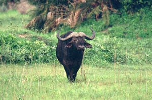 Steppenbffel. Chief's Island, Moremi Game Reserve, Botsuana. / Cape buffaloes. Chief's Island, Moremi Game Reserve, Botswana. / (c) Walter Mitch Podszuck (Bwana Mitch) - #991228-021