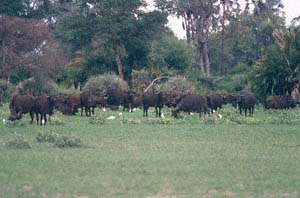Steppenbffelherde auf Chief's Island, Moremi Game Reserve, Botsuana. / Herd of cape buffaloes on Chief's Island, Moremi Game Reserve, Botswana. / (c) Walter Mitch Podszuck (Bwana Mitch) - #991228-030