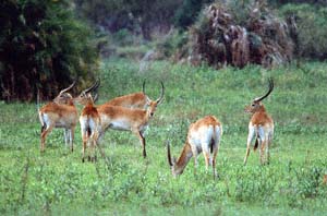Eine Herde von roten Litschi-Antilopenbcken auf Chief's Island. Moremi Game Reserve, Botsuana. / Herd of red lechwe rams on Chief's Island. Moremi Game Reserve, Botswana. / (c) Walter Mitch Podszuck (Bwana Mitch) - #991228-038