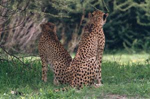 Rckansicht zweier sitzender Geparde. Chief's Island, Moremi Game Reserve, Botsuana. / Back view of two sitting cheetahs. Chief's Island, Moremi Game Reserve, Botswana. / (c) Walter Mitch Podszuck (Bwana Mitch) - #991228-085