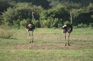 Zwei mnnliche Strue. Moremi Game Reserve, Botsuana. / Two male ostriches. Chief's Island, Moremi Game Reserve, Botswana. / (c) Walter Mitch Podszuck (Bwana Mitch) - #991229-011