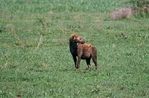 Weibliche Tpfelhyne. Chief's Island, Moremi Game Reserve, Botsuana. / Female spotted hyaena. Chief's Island, Moremi Game Reserve, Botswana. / (c) Walter Mitch Podszuck (Bwana Mitch) - #991229-046