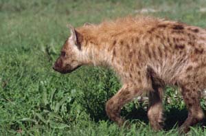 Weibliche Tpfelhyne. Chief's Island, Moremi Game Reserve, Botsuana. / Female spotted hyaena. Chief's Island, Moremi Game Reserve, Botswana. / (c) Walter Mitch Podszuck (Bwana Mitch) - #991229-055