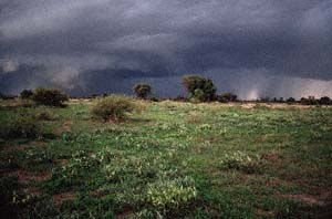 Gewittersturm ber Chief's Island, Moremi Game Reserve, Botsuana. / Thunder storm over Chief's Island, Moremi Game Reserve, Botswana. / (c) Walter Mitch Podszuck (Bwana Mitch) - #991229-189