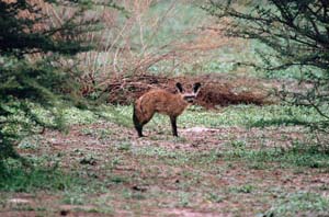 Lffelhund auf Chief's Island, Moremi Game Reserve, Botsuana. / Bat-eared fox on Chief's Island, Moremi Game Reserve, Botswana. / (c) Walter Mitch Podszuck (Bwana Mitch) - #991230-013