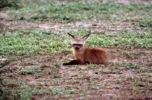 Lffelhund auf Chief's Island, Moremi Game Reserve, Botsuana. / Bat-eared fox on Chief's Island, Moremi Game Reserve, Botswana. / (c) Walter Mitch Podszuck (Bwana Mitch) - #991230-018