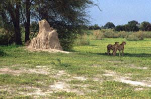 Zwei Geparde neben einem Termitenhgel. Chief's Island, Moremi Game Reserve, Botsuana. / Two cheetahs beside a termite mound. Chief's Island, Moremi Game Reserve, Botswana. / (c) Walter Mitch Podszuck (Bwana Mitch) - #991230-033
