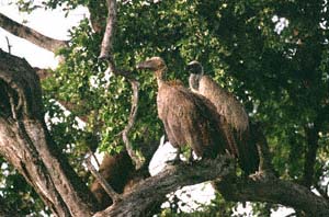 Zwei Weirckengeier. NG22 (Kwedi Reserve), Botsuana. / Two whitebacked vultures. NG22 (Kwedi Reserve), Botswana. / (c) Walter Mitch Podszuck (Bwana Mitch) - #991230-115