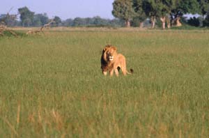 Lwe im Gras. NG22 (Kwedi Reserve), Botsuana. / Lion in the grass. NG22 (Kwedi Reserve), Botswana. / (c) Walter Mitch Podszuck (Bwana Mitch) - #991231-010