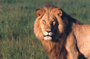 Lwe im Morgenlicht. NG22 (Kwedi Reserve), Botsuana. / Lion in the morning light. NG22 (Kwedi Reserve), Botswana. / (c) Walter Mitch Podszuck (Bwana Mitch) - #991231-015
