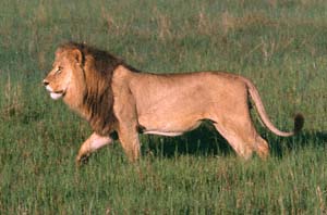 Lwe beim Morgenspaziergang. NG22 (Kwedi Reserve), Botsuana. / Lion at morning walk. NG22 (Kwedi Reserve), Botswana. / (c) Walter Mitch Podszuck (Bwana Mitch) - #991231-016